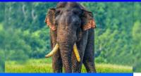 අග්බෝ සොයා හමුදා බලඇණියක් අඛණ්ඩ මෙහෙයුමක...